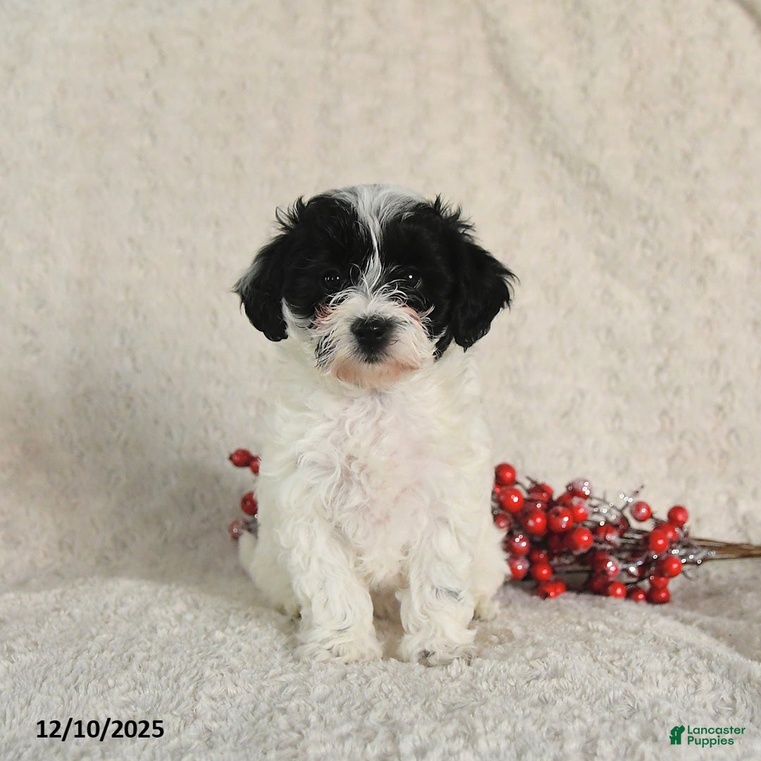 Yorkiepoo dogs for sale: Sheryl - Ad 3