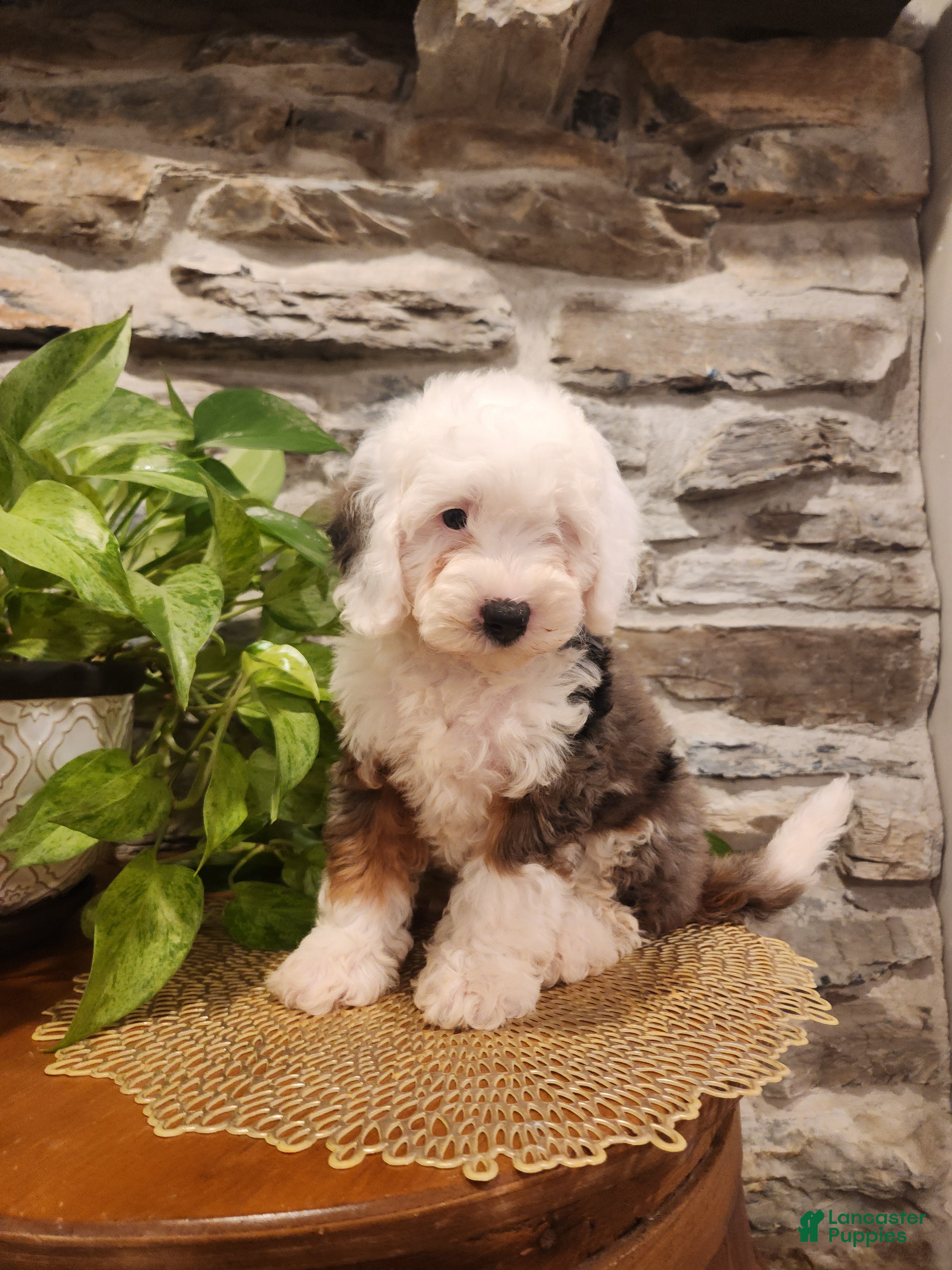 Mini Bernedoodle dogs ESME - FEMALE Mini Bernedoodle 4 - Ad 2