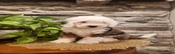 Mini Bernedoodle dogs for sale: ESME - FEMALE Mini Bernedoodle 4 - Ad 18