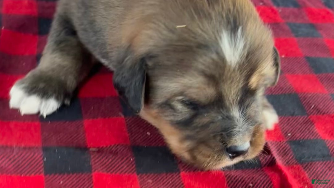 Mixed Breed dogs for sale: Tibetan Mastiff/Bernese Mountain Dog Male 1 - Ad 6