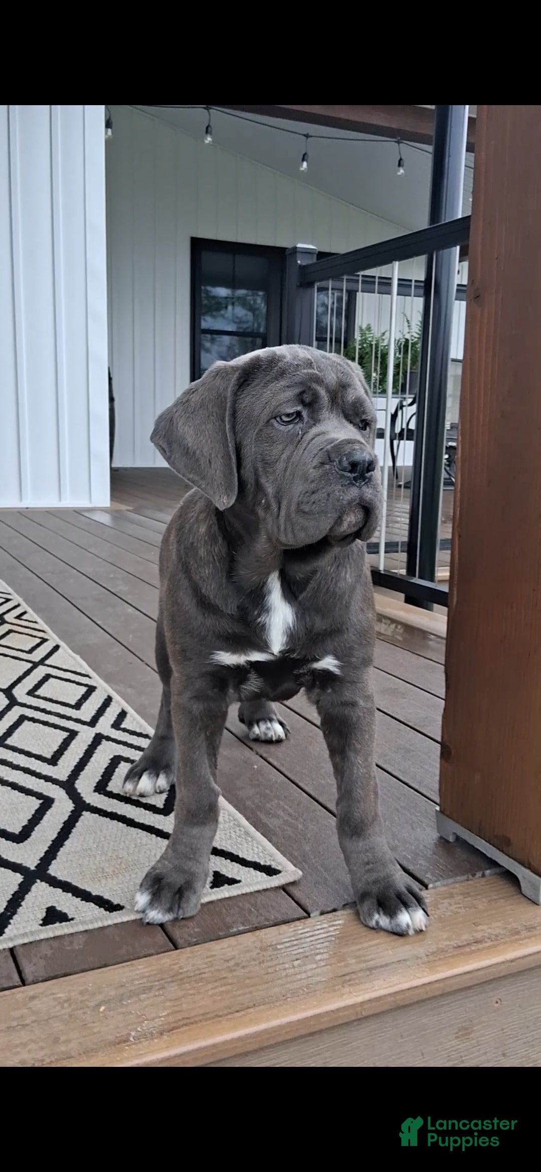 Cane Corso dogs Bella - Ad 1