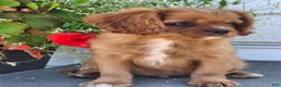 Cavalier King Charles Spaniel dogs for sale: Peanuts - Ad 5