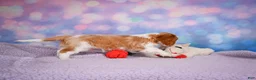 Cavalier King Charles Spaniel dogs for sale: Alex - Ad 4