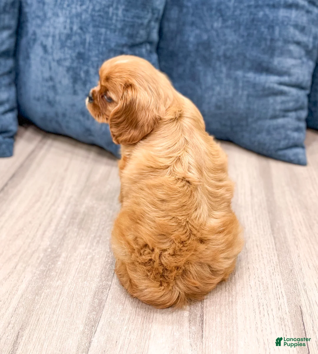 Cavalier King Charles Spaniel dogs for sale: Scarlett - Ad 5