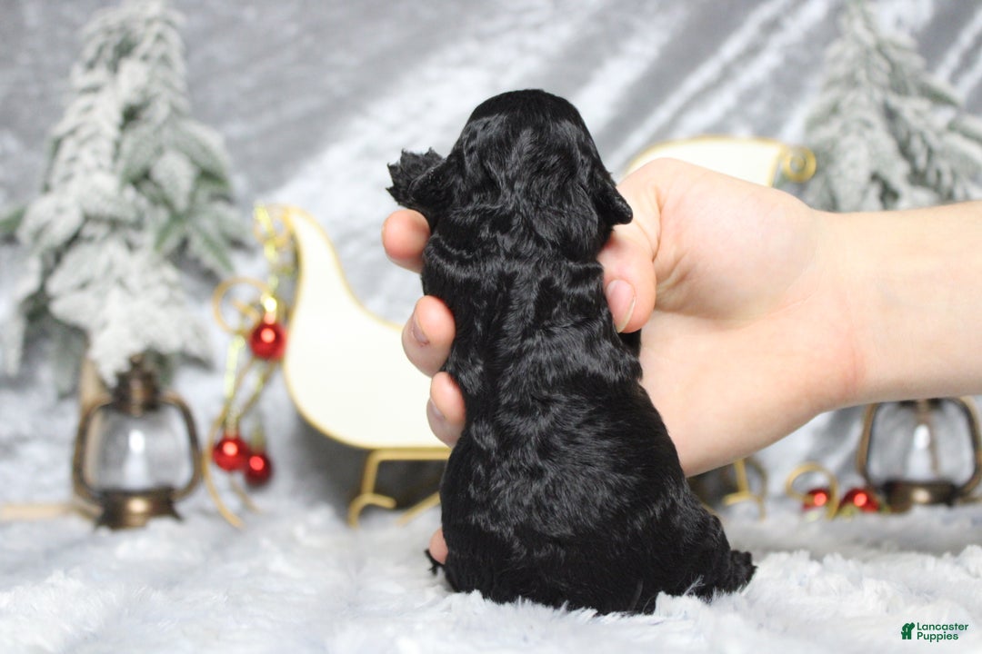 Toy Poodle dogs for sale: Onyx - Ad 10