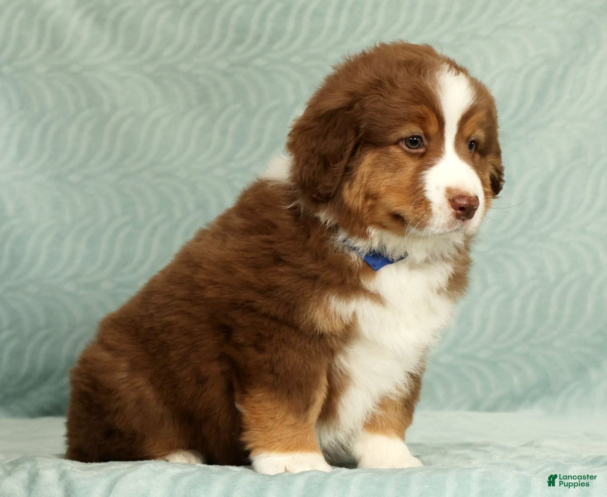 Australian Shepherd dogs for sale: Ranger - Ad 4