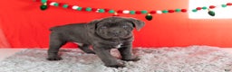 Cane Corso dogs for sale: Theo - Ad 1