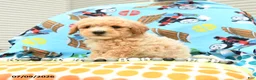 Bichpoo dogs for sale: Caramel - Ad 4