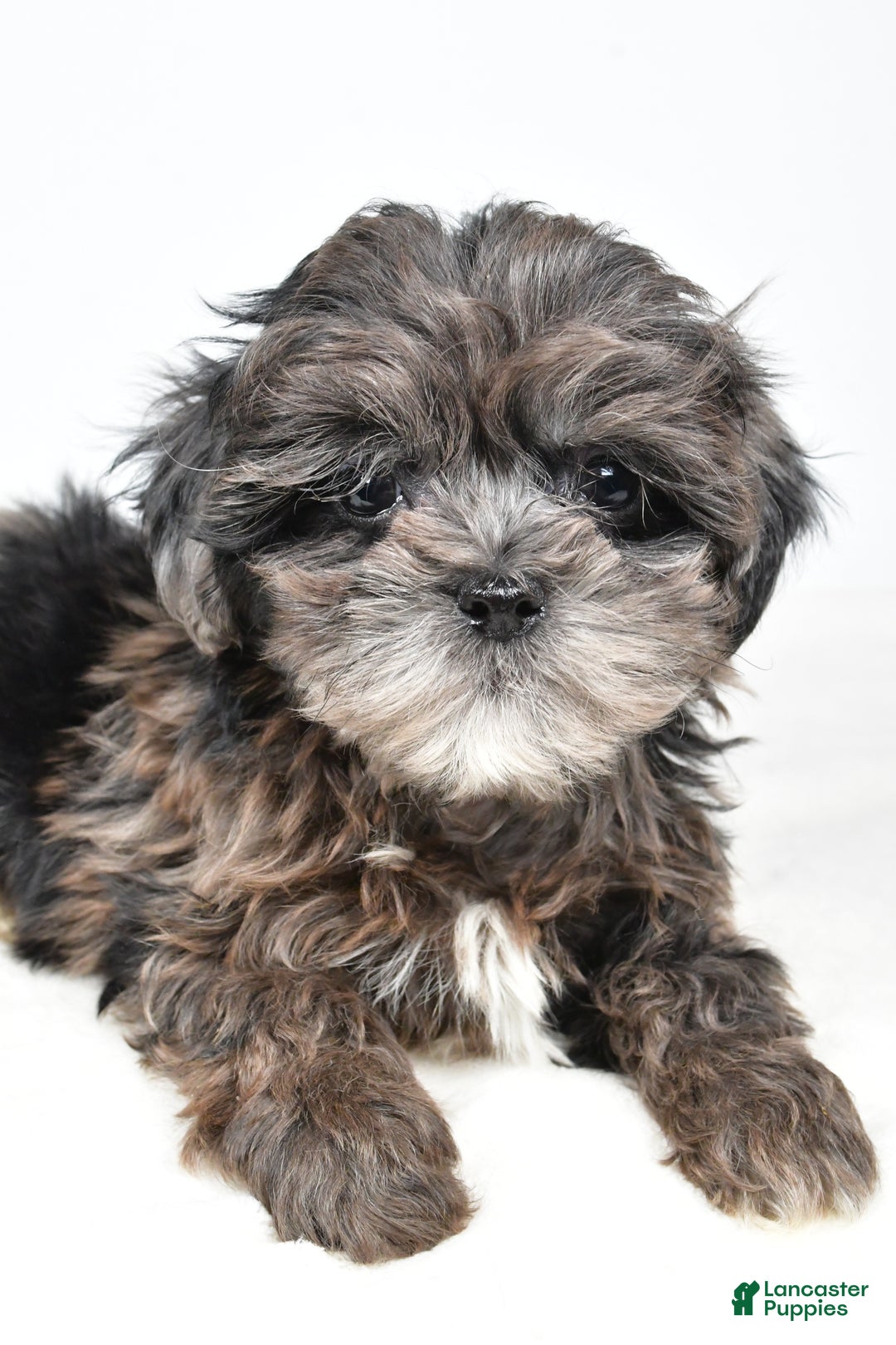 Shihpoo dogs for sale: Jenny - Ad 5