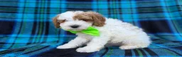 Cavapoo dogs for sale: Dexter  - Ad 4