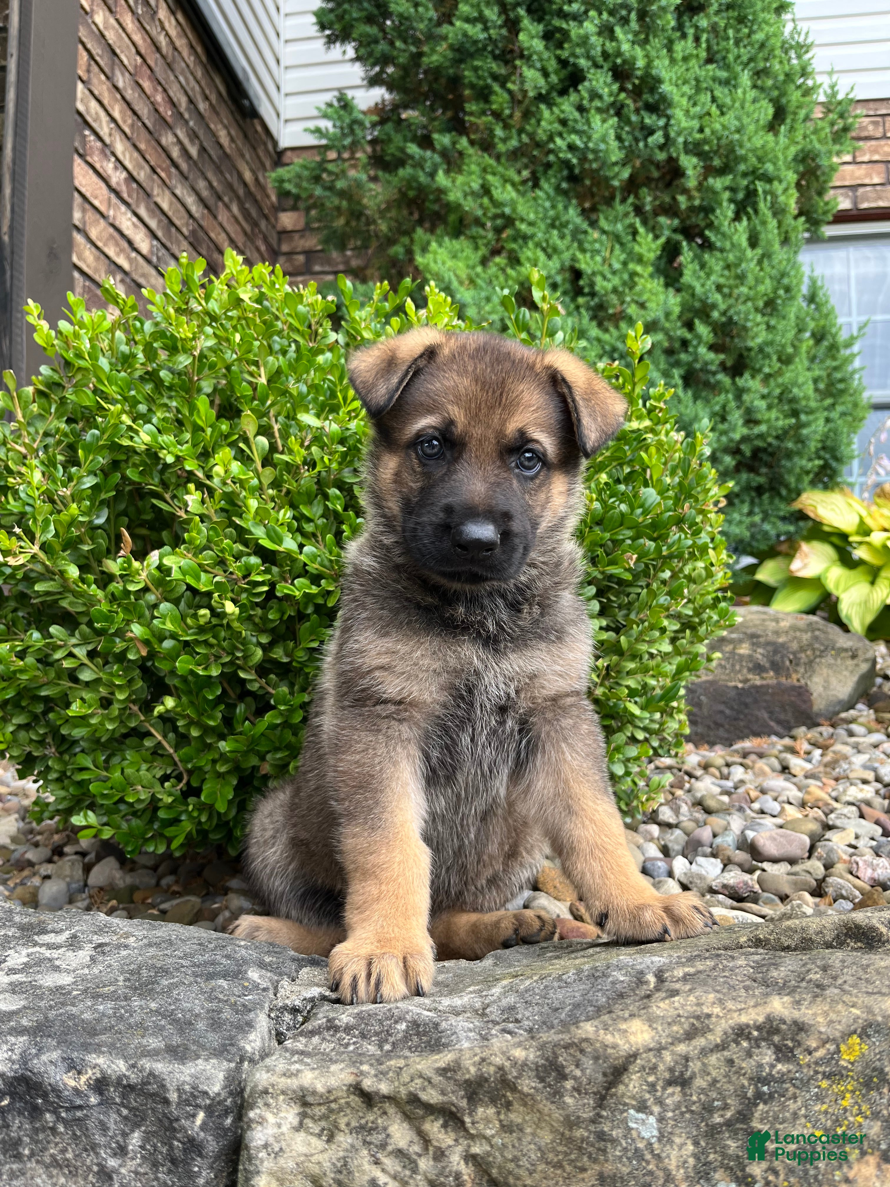German Shepherd dogs Clarke - Ad 2