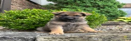 German Shepherd dogs for sale: Clarke - Ad 2