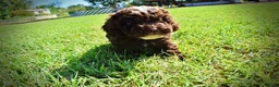 Havapoo dogs for sale: Juno-LABOR DAY SALE-TAKE $100 OFF!!! - Ad 17