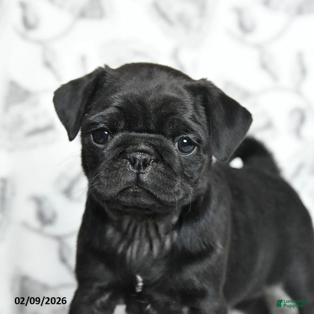 Pug dogs for sale: Raven - Ad 2