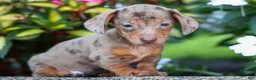 Miniature Dachshund dogs for sale:  Zion💙 - Ad 5