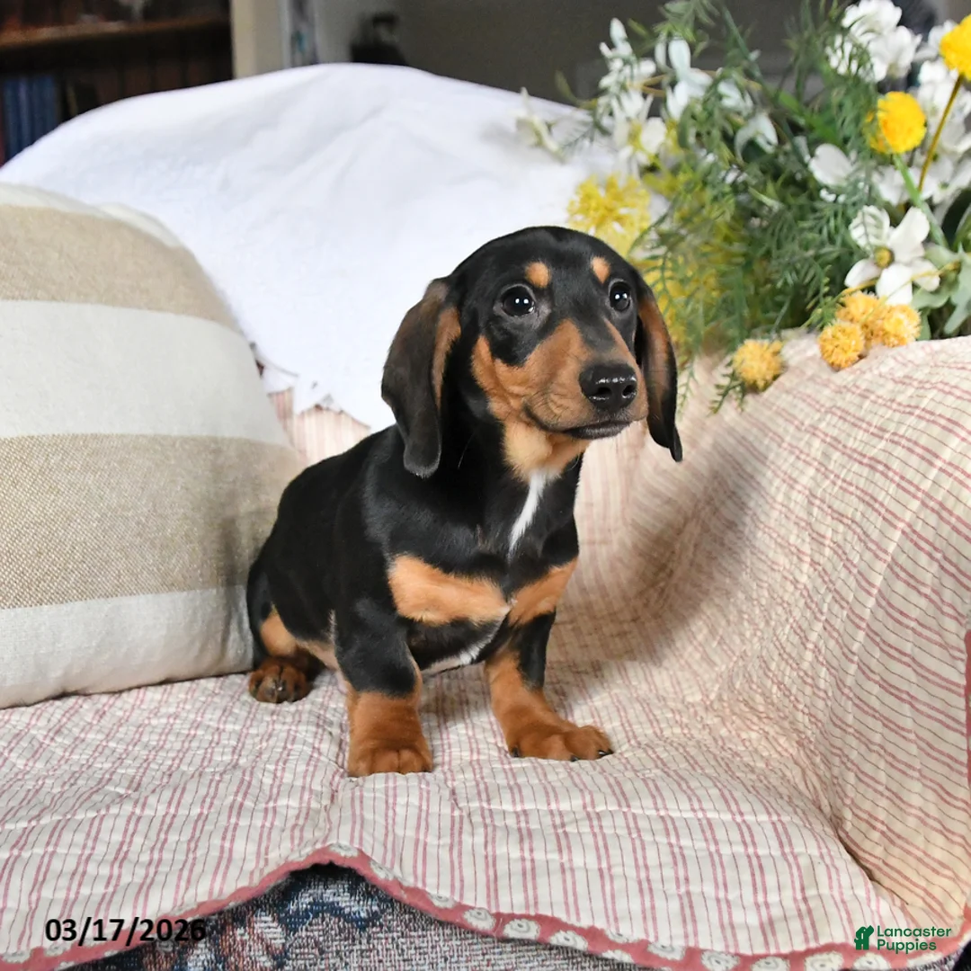 Dachshund dogs for sale: Malachi - Ad 5