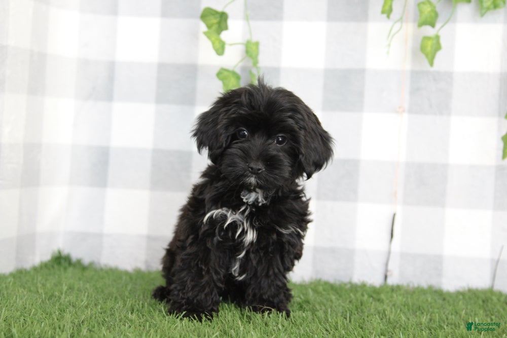 Yorkiepoo dogs Salem - Ad 2
