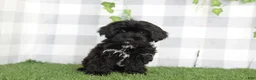 Yorkiepoo dogs for sale: Salem - Ad 2