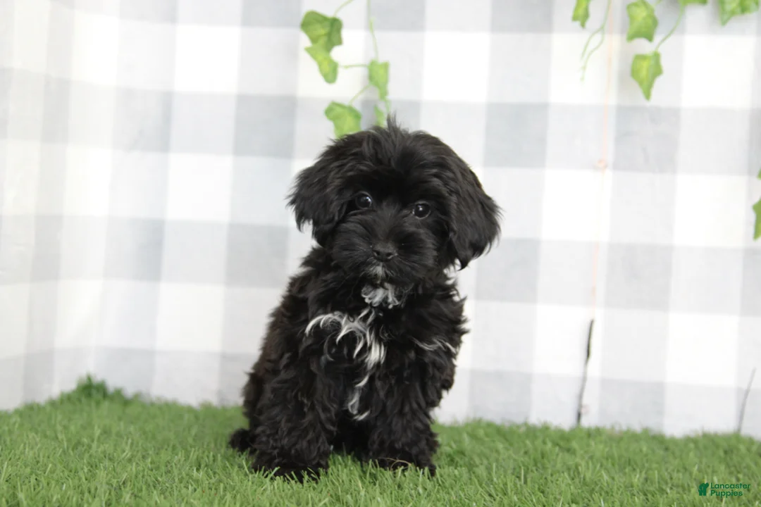 Yorkiepoo dogs for sale: Salem - Ad 2