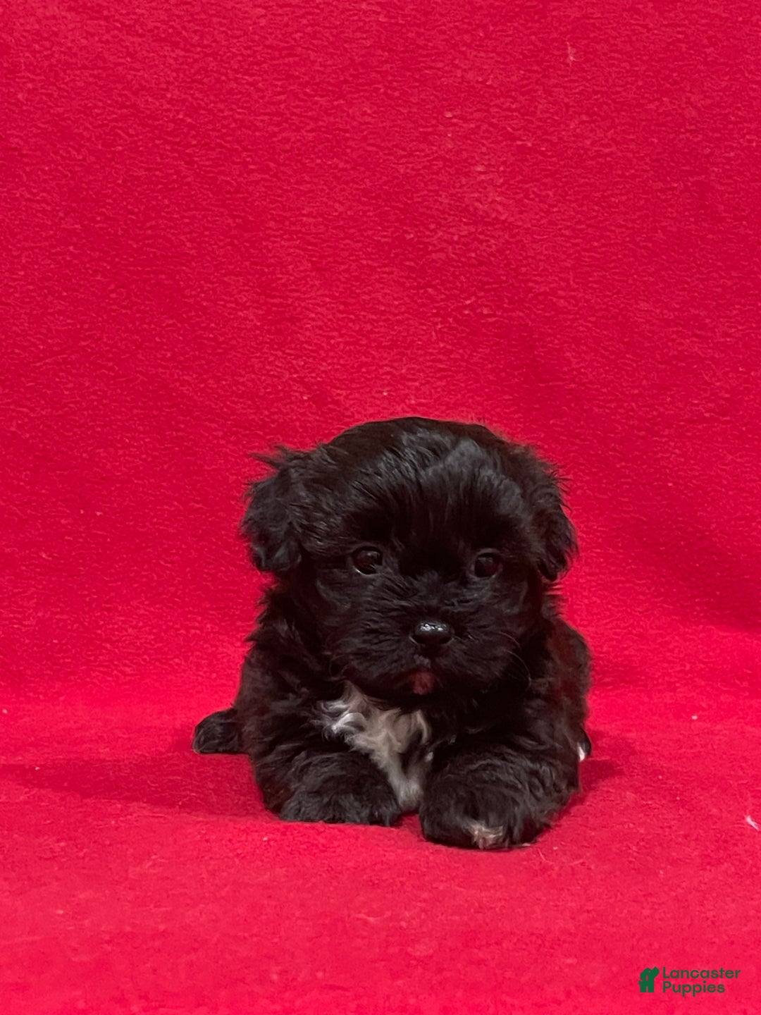 Teddy Bear dogs for sale: Landis - Ad 4