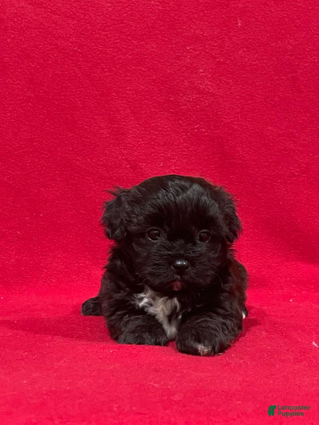 Teddy Bear dogs for sale: Landis - Ad 4