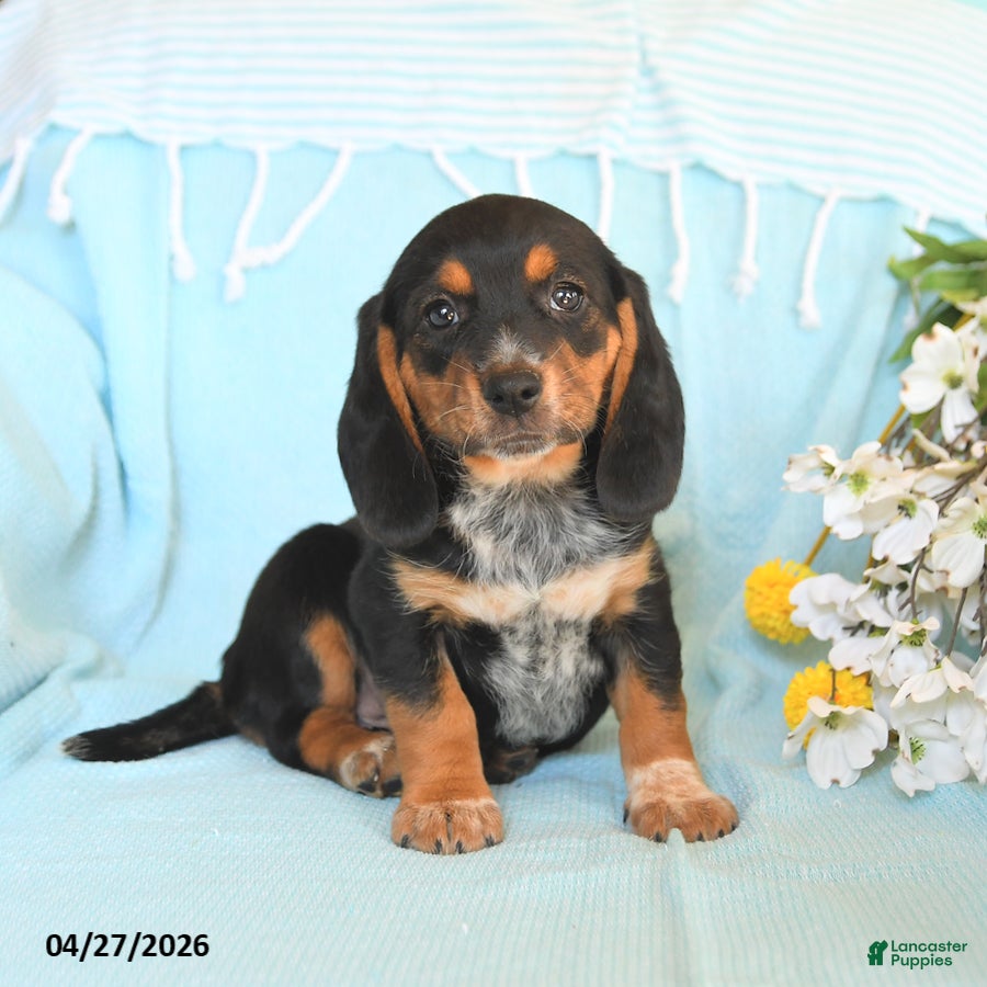 Beagle dogs Daffodil - Ad 2