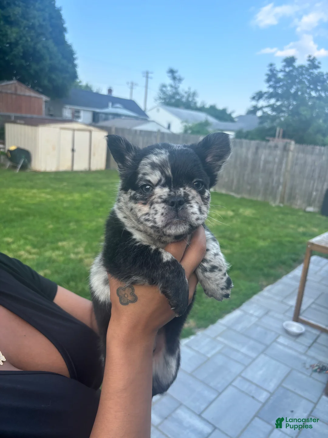 French Bulldog dogs for sale: Fluffy Merle French bulldog - Ad 2