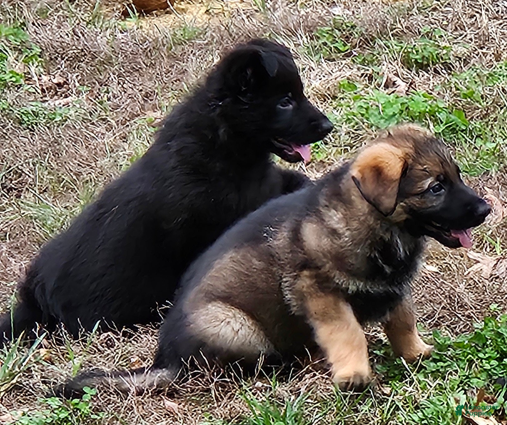 German Shepherd dogs German Shepherd Puppy 6 - Ad 1