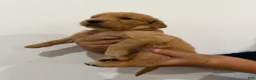 Golden Retriever dogs for sale: Magenta Girl - Ad 5