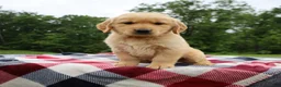 Golden Retriever dogs for sale: Duke - Ad 4