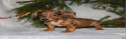 Miniature Dachshund dogs for sale: Coco - Ad 10