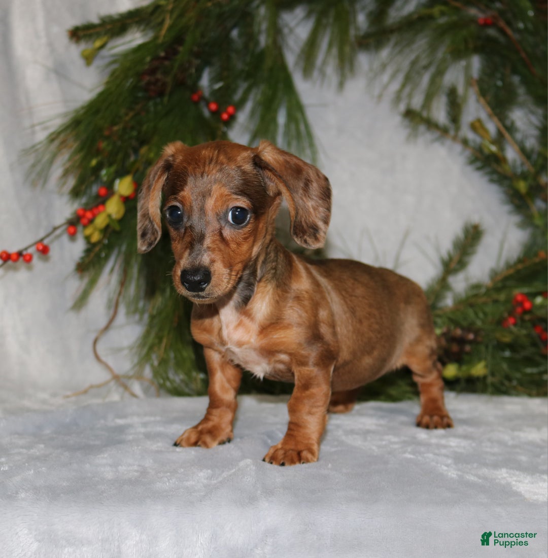 Miniature Dachshund dogs for sale: Coco - Ad 10