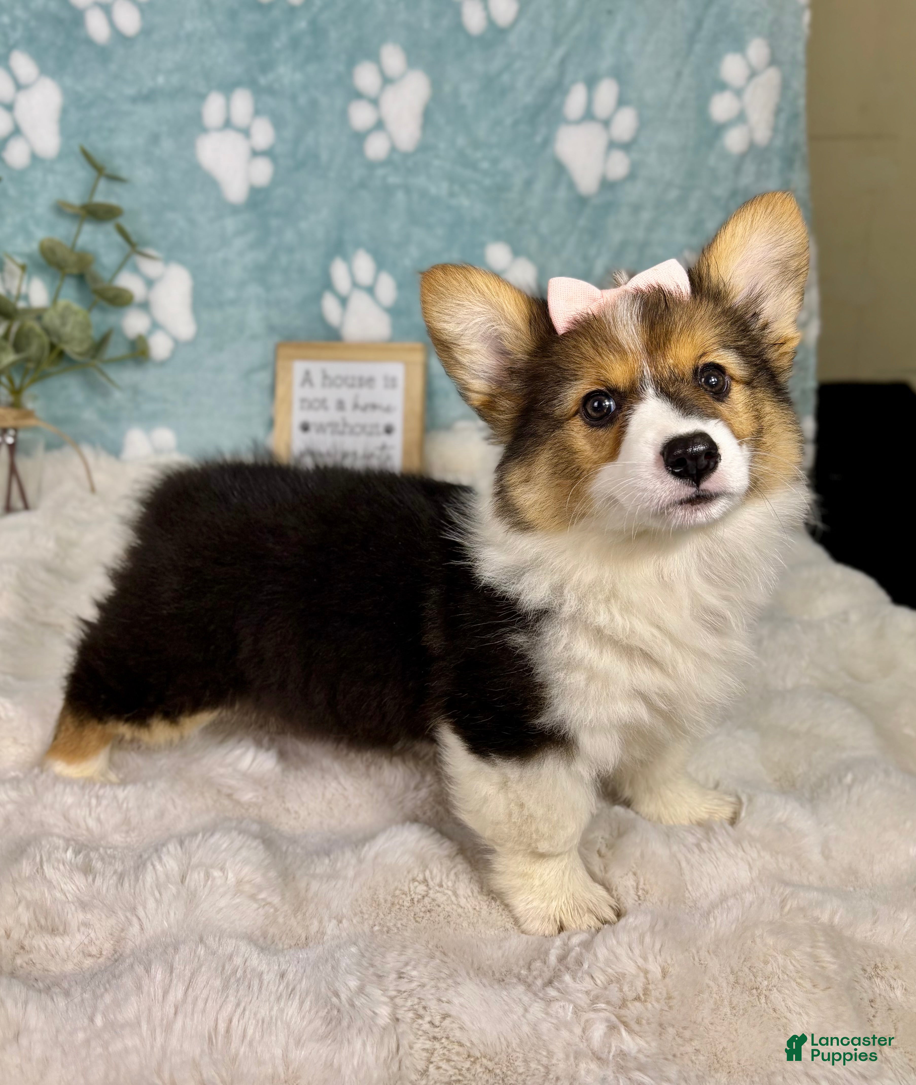Welsh Corgi Pembroke dogs Bambi - Ad 35