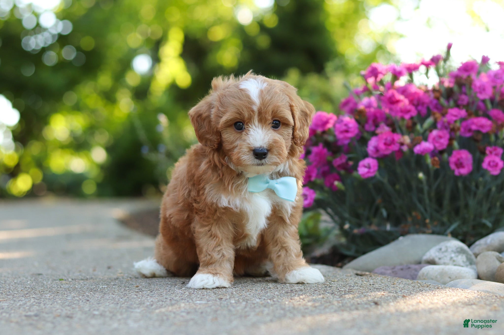 Cavapoo dogs for sale: Mason - Ad 5