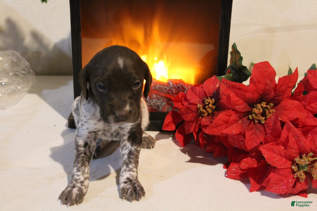 German Shorthaired Pointer dogs for sale: Jovee  - Ad 3