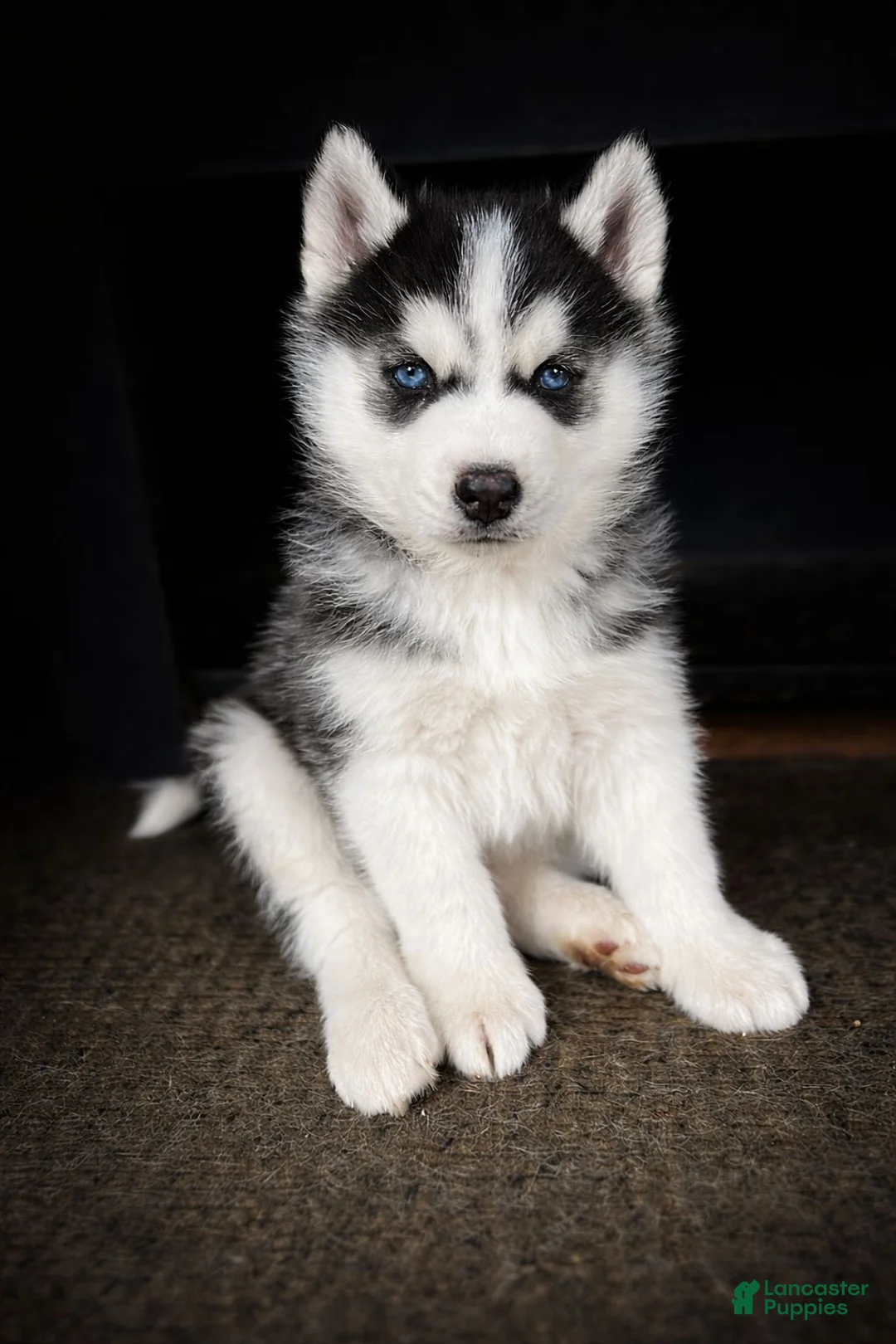 Alaskan Husky dogs for sale: Thor - Ad 1