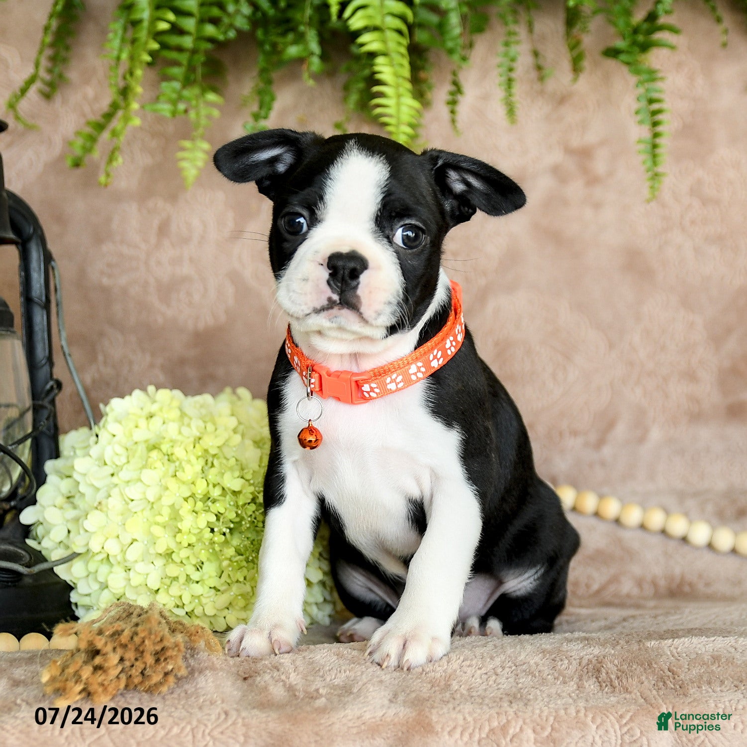 Boston Terrier dogs Dandy - Ad 1