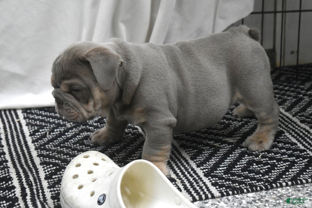 English Bulldog dogs for sale: August - Ad 1