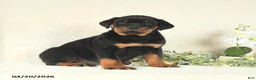 Rottweiler dogs for sale: Chase - Ad 4