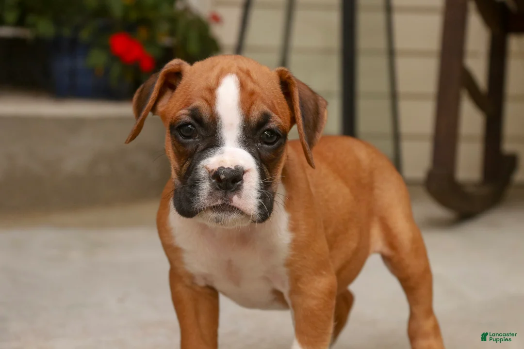 Boxer dogs for sale: Zoey - Ad 1