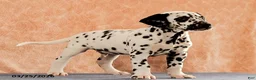 Dalmatian dogs for sale: Andrew - Ad 2