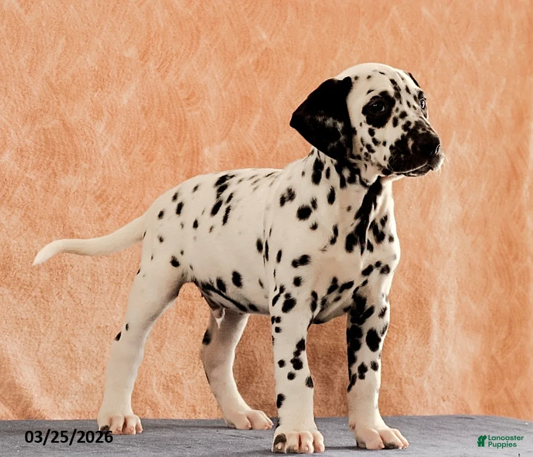 Dalmatian dogs for sale: Andrew - Ad 2