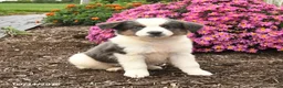 Miniature Australian Shepherd dogs for sale: Joey - Ad 4