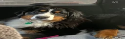Bernese Mountain Dog dogs for sale: Bernese Mountain Dog 1 - Ad 3