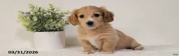 Miniature Dachshund dogs for sale: Britney - Ad 1