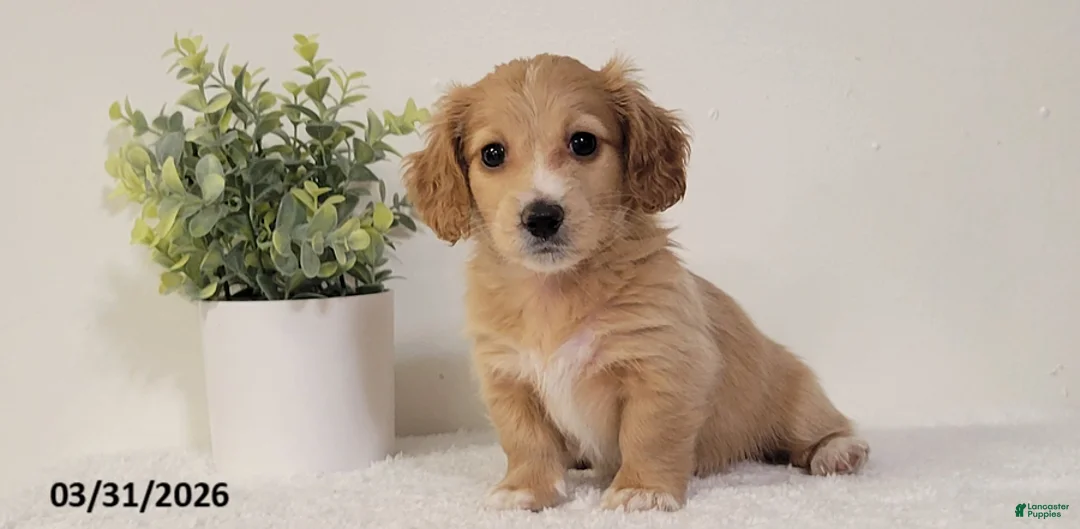 Miniature Dachshund dogs for sale: Britney - Ad 1