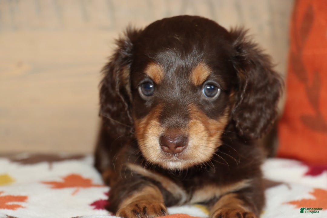 Miniature Dachshund dogs for sale: Teddy - Ad 2
