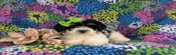 Bichpoo dogs for sale: Giovanna - Ad 5
