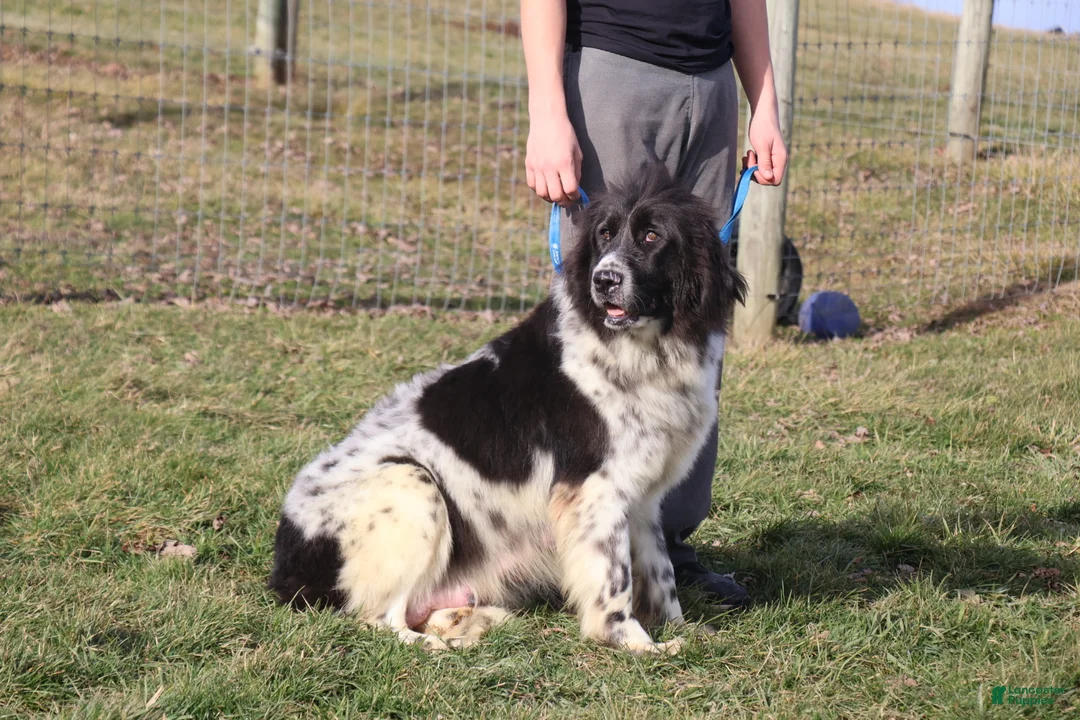 Newfoundland dogs for sale: Yoni - Ad 8