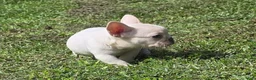 French Bulldog dogs for sale: French Bulldog 1 - Ad 3